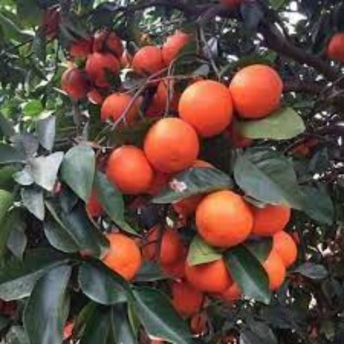 Red Malta Fruit Plant Manufacturer & Supplier in India